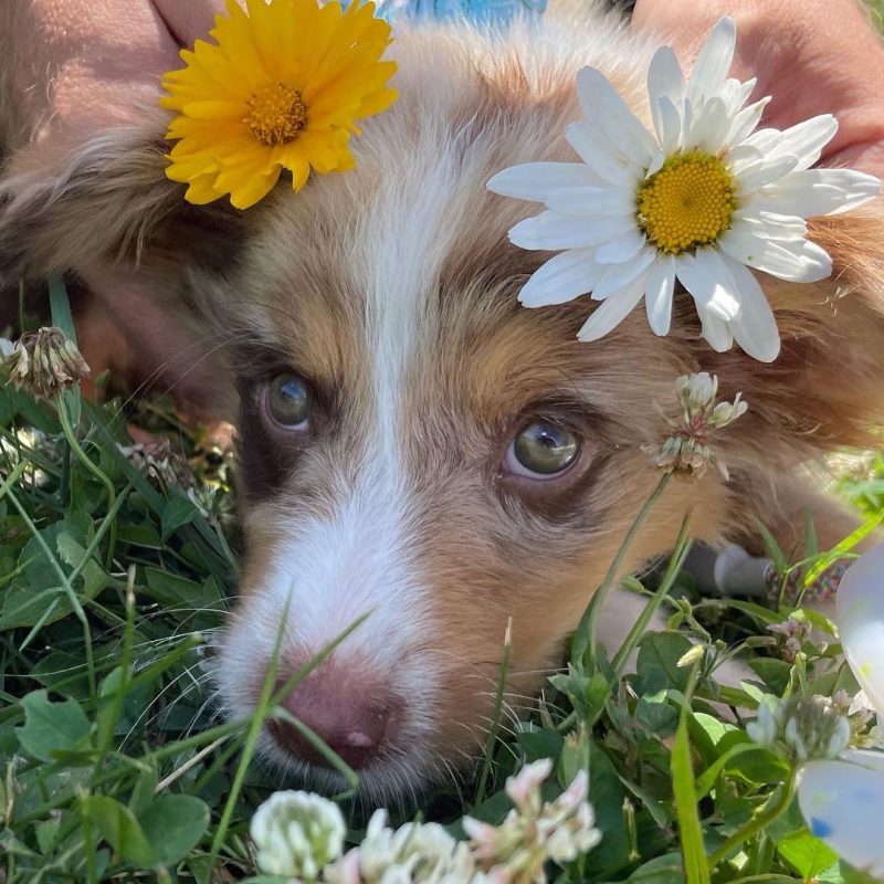 Daisies cosplay!